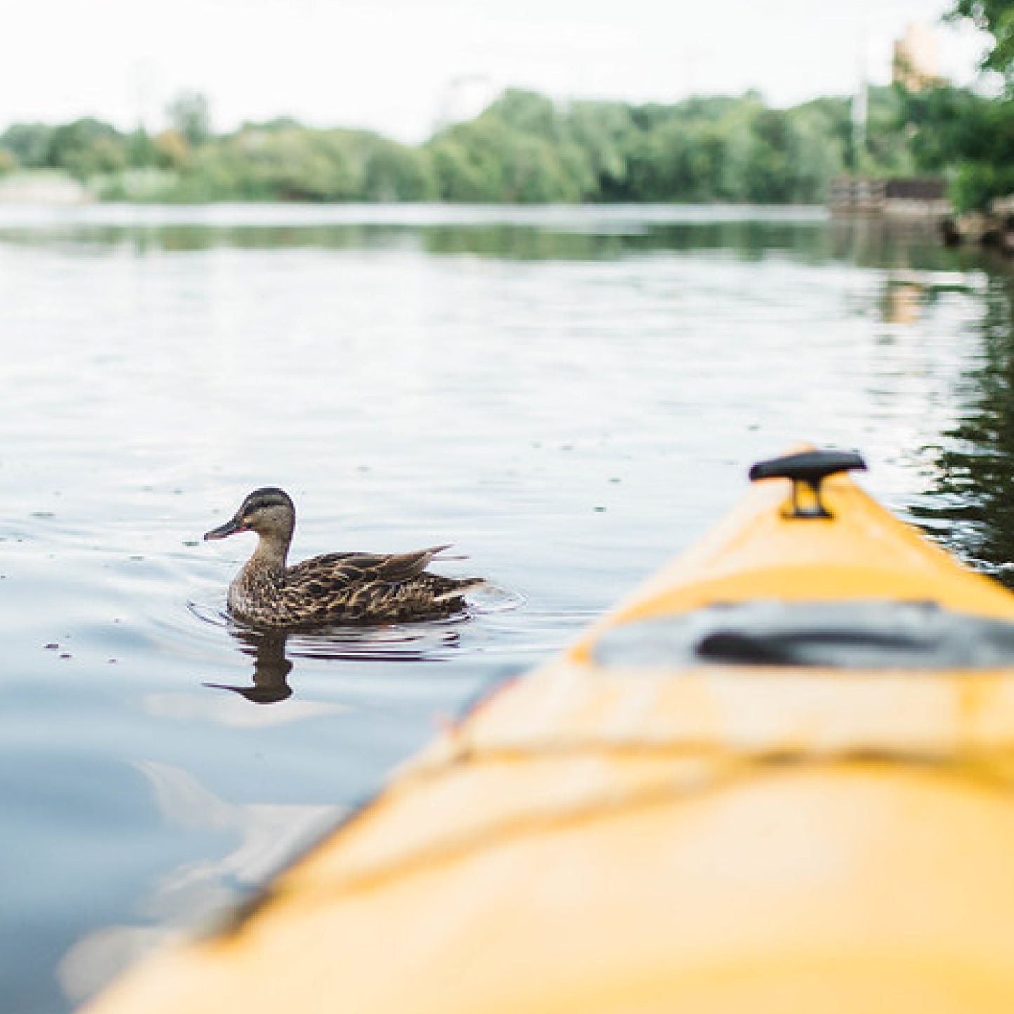 Giveback Blend - Up Coffee